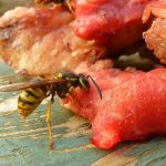 Un hombre corta un árbol y desata la furia de avispas carnívoras