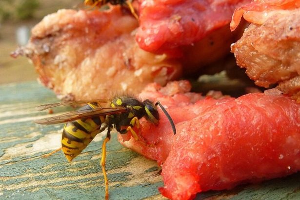 Un hombre corta un árbol y desata la furia de avispas carnívoras