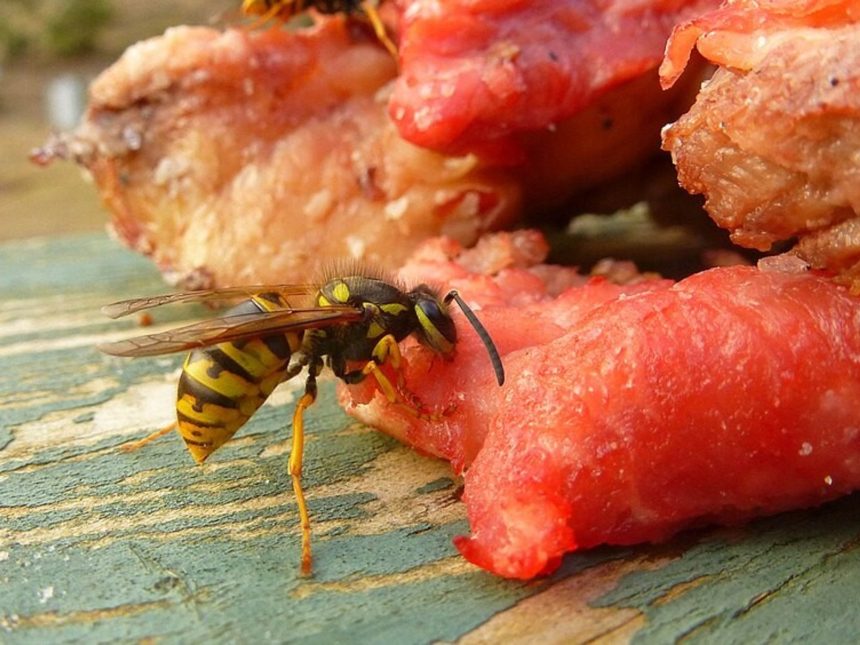 Un hombre corta un árbol y desata la furia de avispas carnívoras