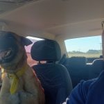 Emotivo reencuentro: Hombre y su perro perdido conmueven al mundo