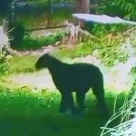¡Alerta en Escobar! Puma avistado cerca de barrio privado