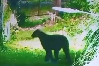 ¡Alerta en Escobar! Puma avistado cerca de barrio privado