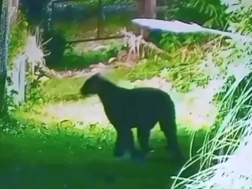 ¡Alerta en Escobar! Puma avistado cerca de barrio privado
