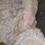 Rescatan más de 40 animales en templo umbanda de Quilmes