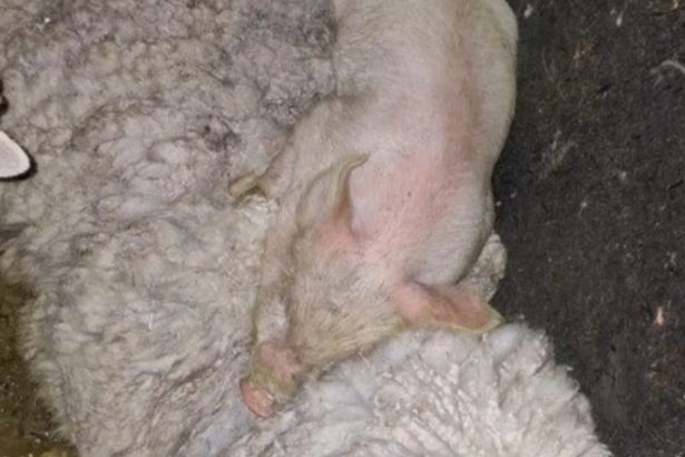 Rescatan más de 40 animales en templo umbanda de Quilmes
