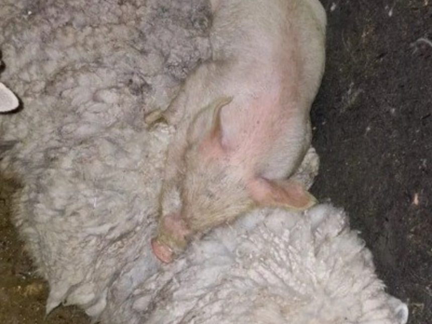 Rescatan más de 40 animales en templo umbanda de Quilmes