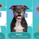 ¡Adopta y colecciona! El álbum viral del Mundial que ama a los perros