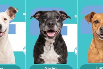 ¡Adopta y colecciona! El álbum viral del Mundial que ama a los perros