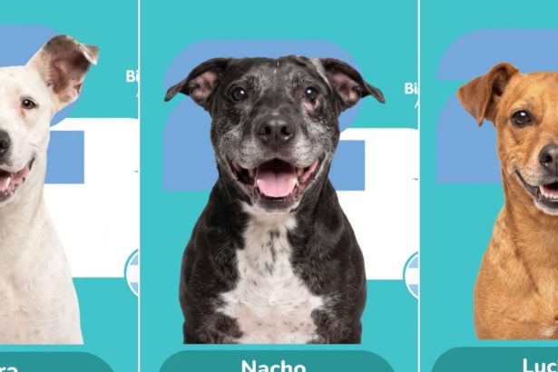 ¡Adopta y colecciona! El álbum viral del Mundial que ama a los perros