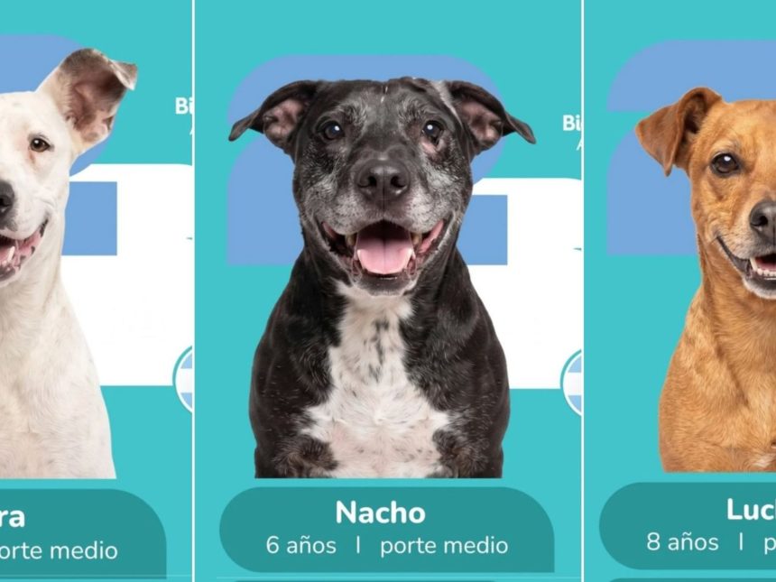 ¡Adopta y colecciona! El álbum viral del Mundial que ama a los perros