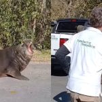 ¡Increíble! Elefante marino interrumpe calle en Ensenada y asombra a todos