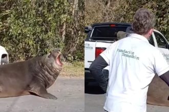 ¡Increíble! Elefante marino interrumpe calle en Ensenada y asombra a todos