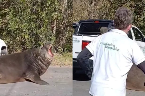 ¡Increíble! Elefante marino interrumpe calle en Ensenada y asombra a todos