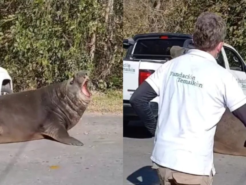 ¡Increíble! Elefante marino interrumpe calle en Ensenada y asombra a todos