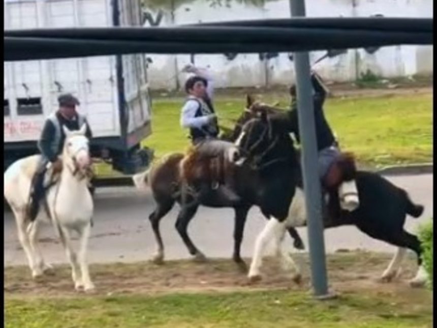 Desfiles Patrios en Berazategui: Dos Jinetes Desafían Rebencazos