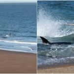 Río Negro: Kayakista enfrenta a una orca confundida en un tenso encuentro