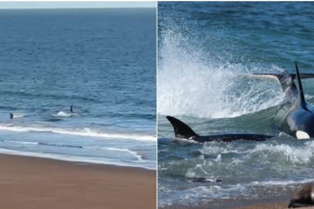 Río Negro: Kayakista enfrenta a una orca confundida en un tenso encuentro