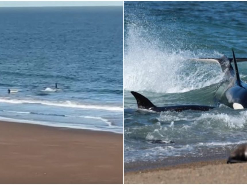 Río Negro: Kayakista enfrenta a una orca confundida en un tenso encuentro