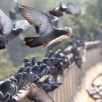 ¡Increíble! Estudio revela que las palomas se orientan por su hígado
