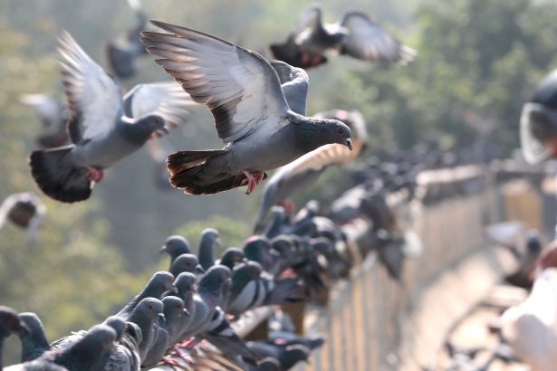 ¡Increíble! Estudio revela que las palomas se orientan por su hígado