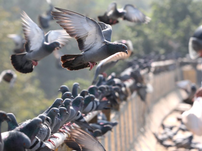 ¡Increíble! Estudio revela que las palomas se orientan por su hígado
