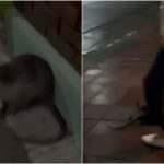 Impactante: Graban brutal asesinato de coipo y enfrentan denuncia