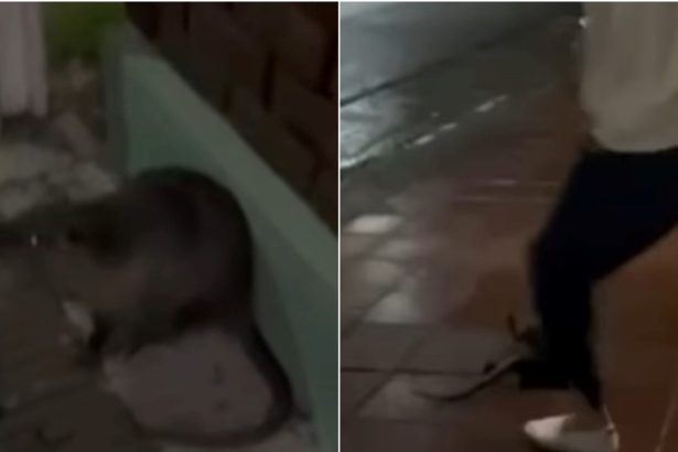 Impactante: Graban brutal asesinato de coipo y enfrentan denuncia