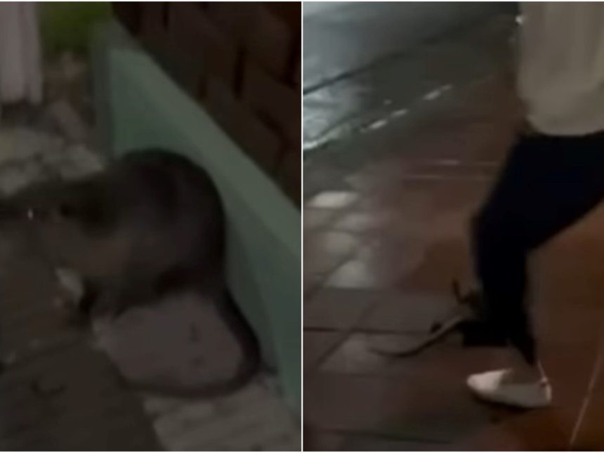 Impactante: Graban brutal asesinato de coipo y enfrentan denuncia