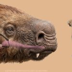 Descubren en San Pedro un asombroso fósil de perezoso gigante