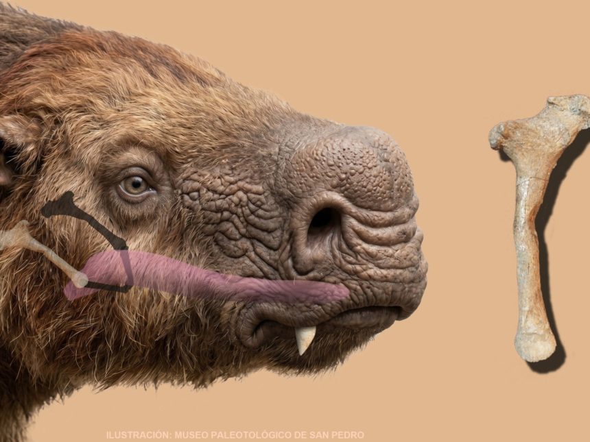 Descubren en San Pedro un asombroso fósil de perezoso gigante