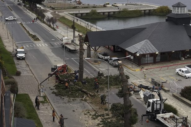 Intendente de Bariloche genera controversia al quitar pinos históricos