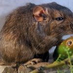 Descubren en Córdoba una nueva especie de rata vizcacha: ¡Increíble!