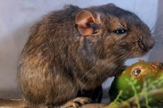 Descubren en Córdoba una nueva especie de rata vizcacha: ¡Increíble!