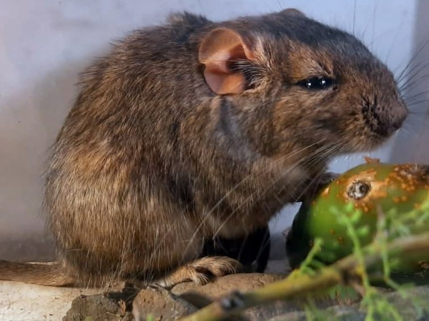 Descubren en Córdoba una nueva especie de rata vizcacha: ¡Increíble!