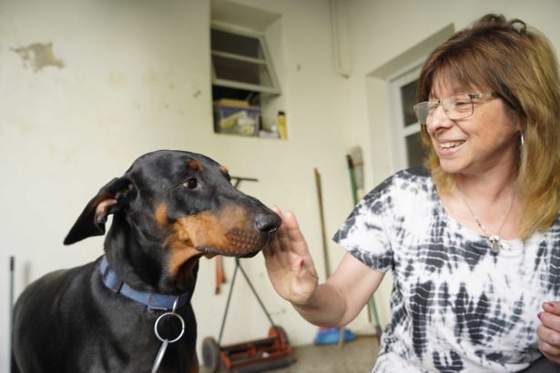 Descubre la primera provincia que autorizó el cannabis medicinal para mascotas