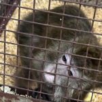 Descubre por qué seis macacos aún habitan en el subsuelo del CEMIC