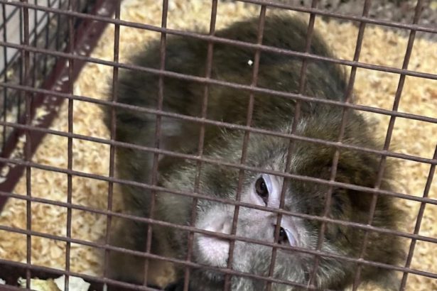 Descubre por qué seis macacos aún habitan en el subsuelo del CEMIC
