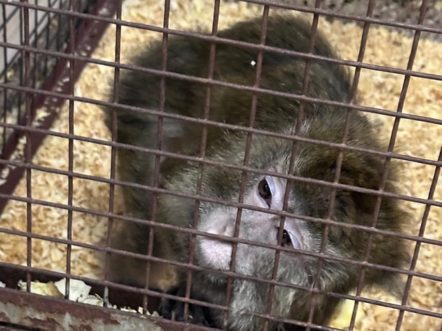Descubre por qué seis macacos aún habitan en el subsuelo del CEMIC