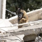 Heroico rescate: Bart, el perro argentino que salvó a dos niños