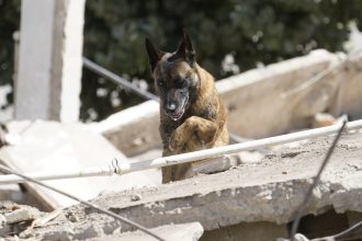 Heroico rescate: Bart, el perro argentino que salvó a dos niños