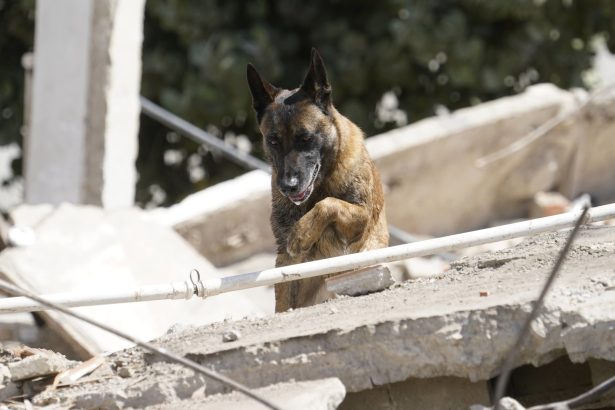 Heroico rescate: Bart, el perro argentino que salvó a dos niños