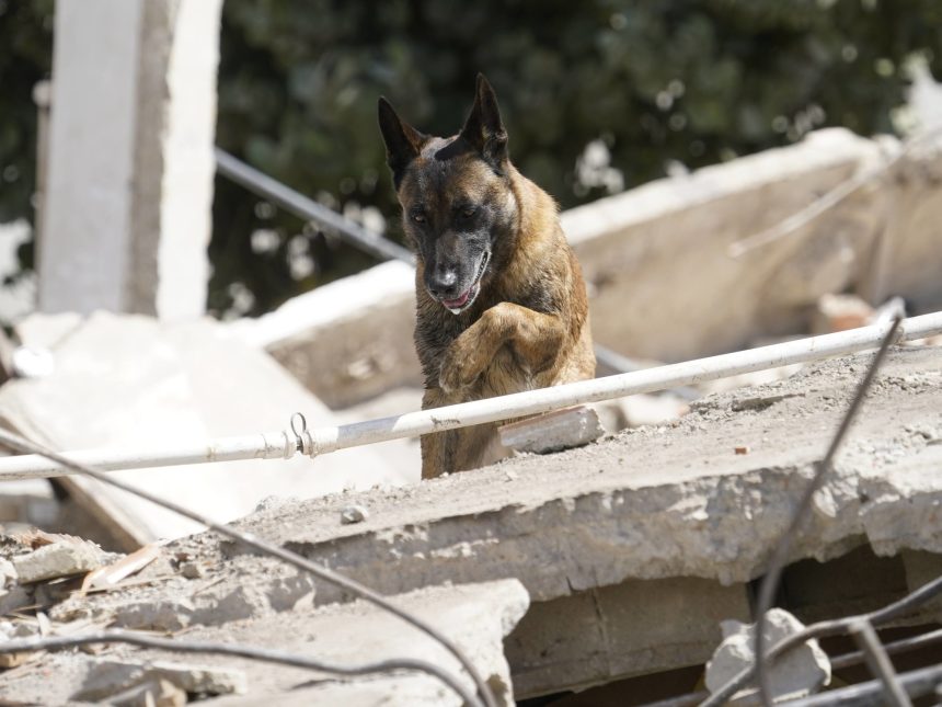 Heroico rescate: Bart, el perro argentino que salvó a dos niños