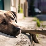 Alerta en Bolívar: Envenenamiento masivo de perros causa pánico