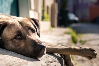 Alerta en Bolívar: Envenenamiento masivo de perros causa pánico