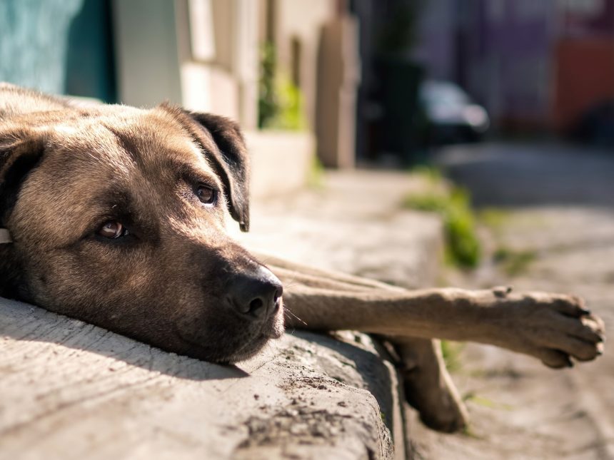 Alerta en Bolívar: Envenenamiento masivo de perros causa pánico