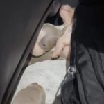 Rescatan 12 perros salchicha ocultos en auto: Entre Ríos a Uruguay