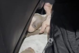 Rescatan 12 perros salchicha ocultos en auto: Entre Ríos a Uruguay