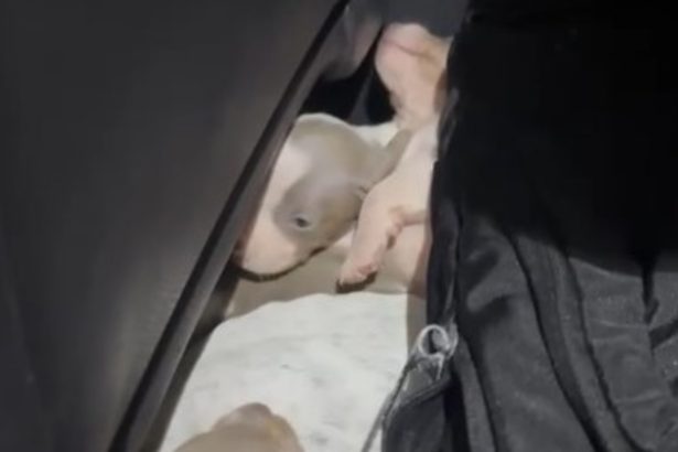 Rescatan 12 perros salchicha ocultos en auto: Entre Ríos a Uruguay