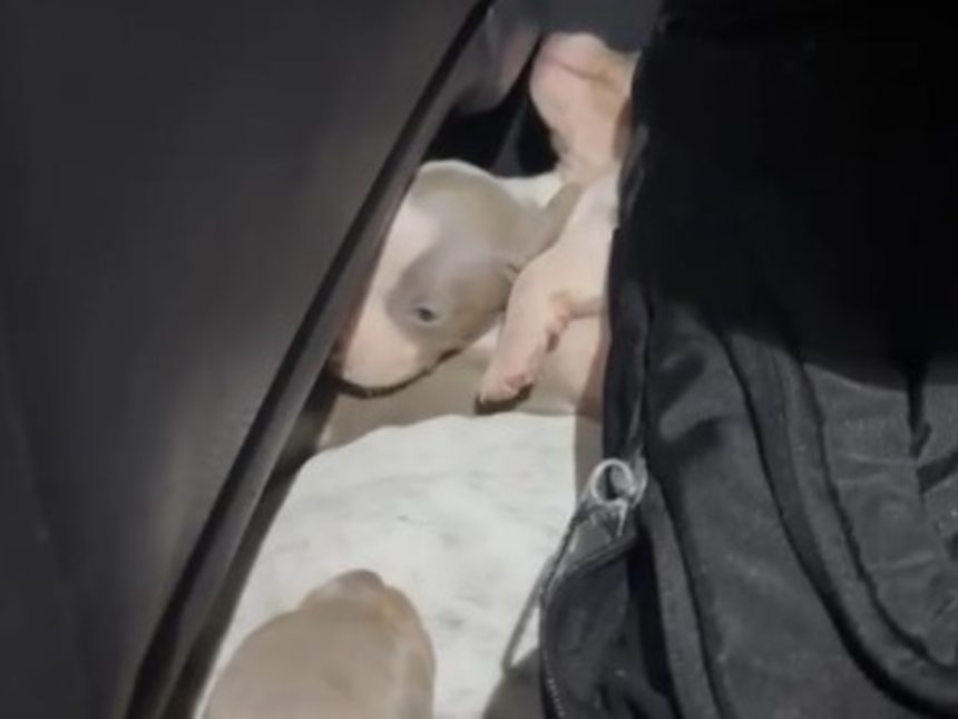 Rescatan 12 perros salchicha ocultos en auto: Entre Ríos a Uruguay