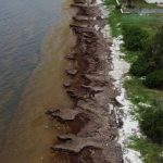 Plan Innovador de México para Salvar Playas de Algas Invasoras